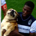 Dog Shamelessly Interrupts Soccer Match To Demand Pets From The Players