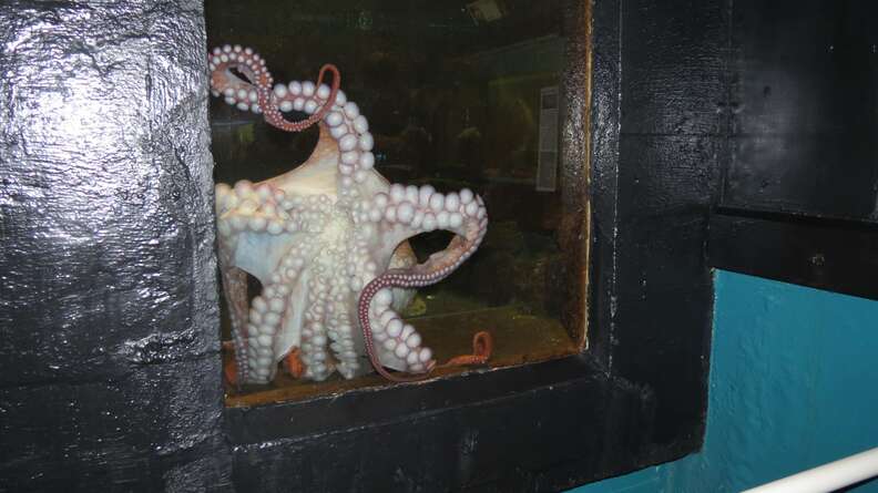 Octopus inside tiny tank