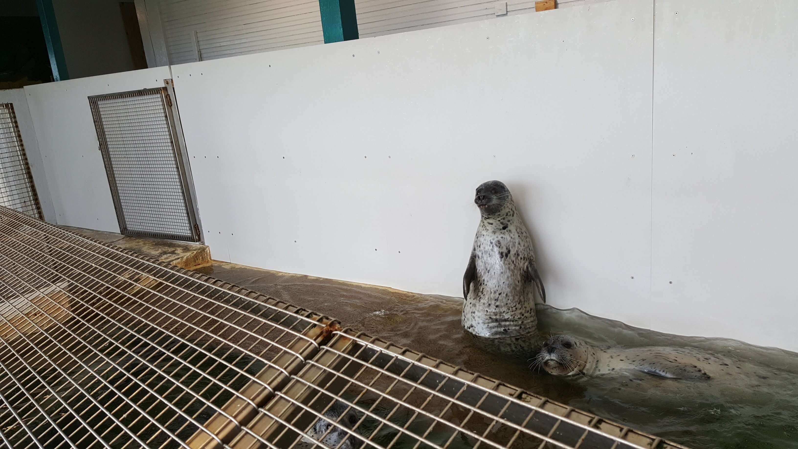 Seals trapped inside tin tank