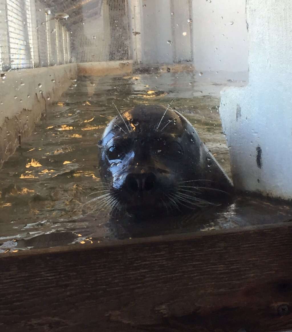 Harbor seal trapped inside tiny tank