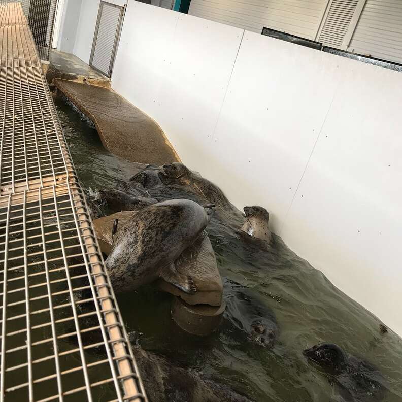 Seals trapped inside tiny tank
