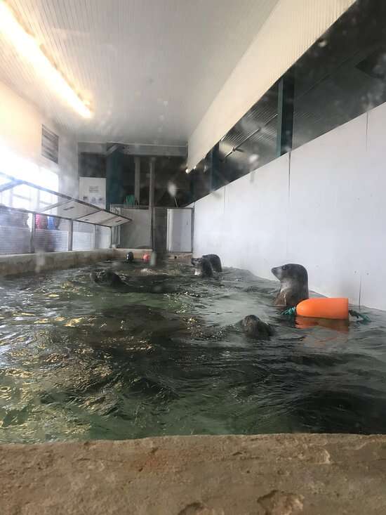 Harbor seals trapped inside tiny tank