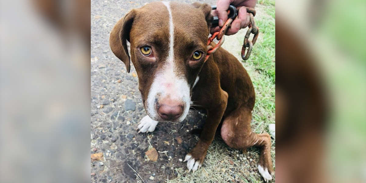 Neglected Dog With Heavy Chain Around Her Neck Is Rescued In Texas ...