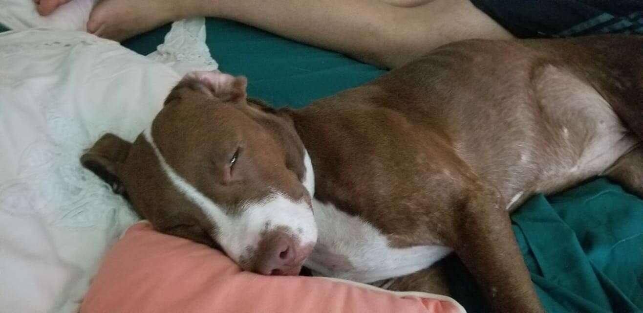 Dog sleeping on couch