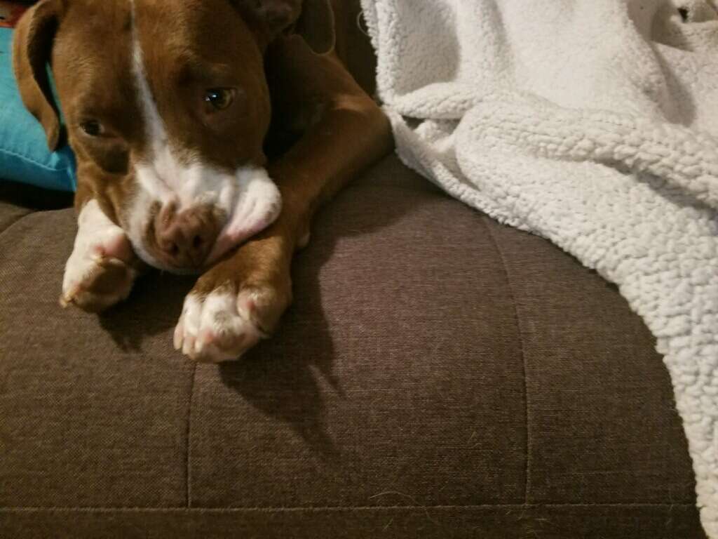 Rescue dog lying on couch under blanket