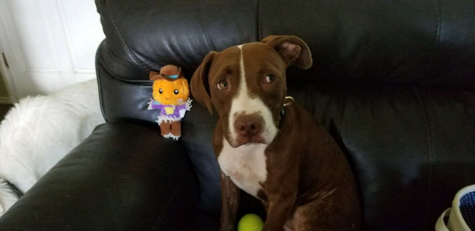 Foster dog sitting on couch