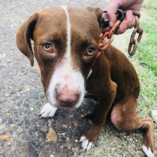 Dog with heavy chain around neck