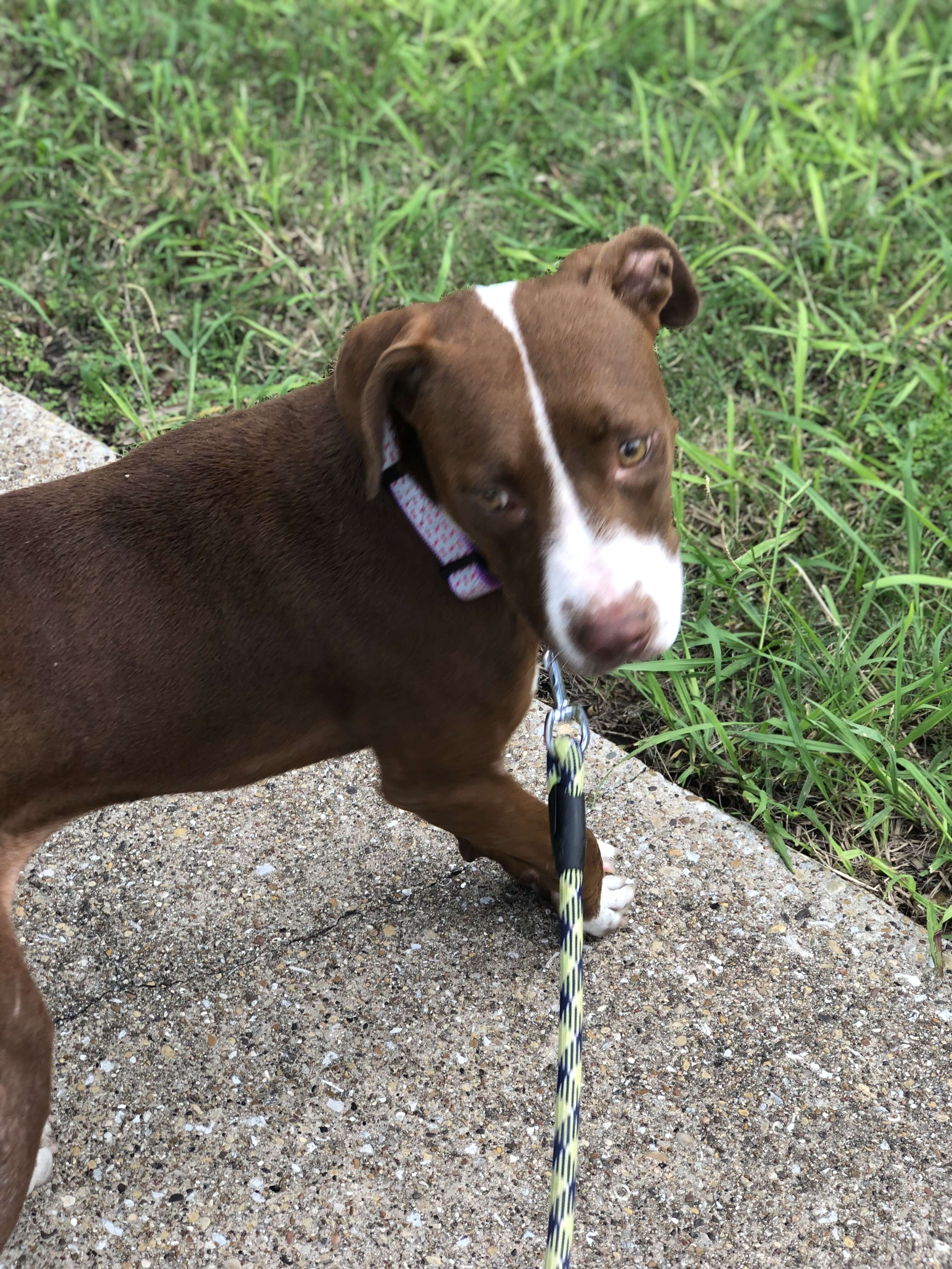 Rescued dog on leash