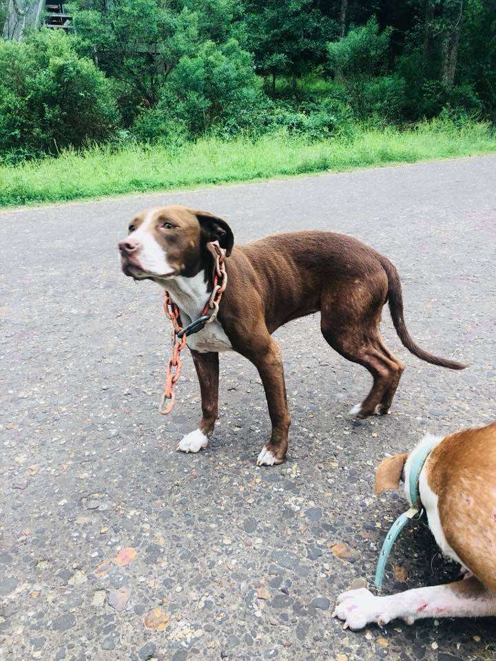 Dog with chain around her neck