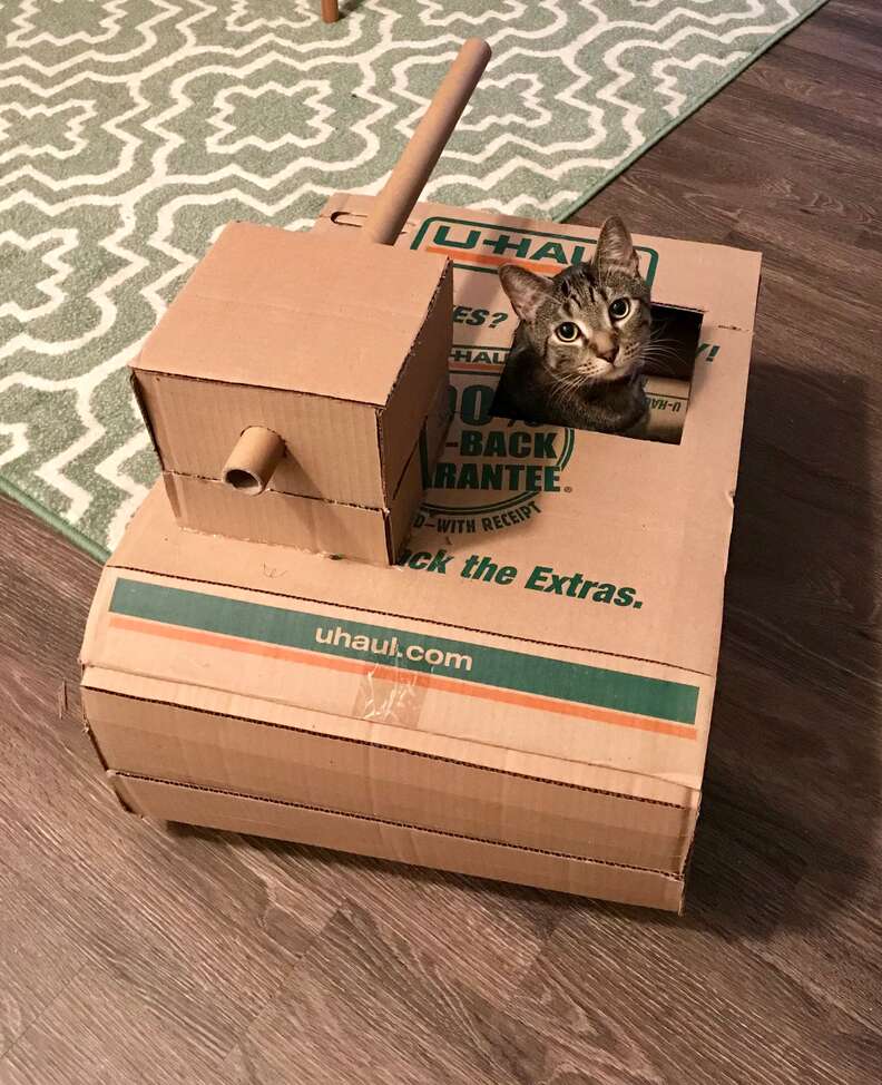 Cat tank box hotsell