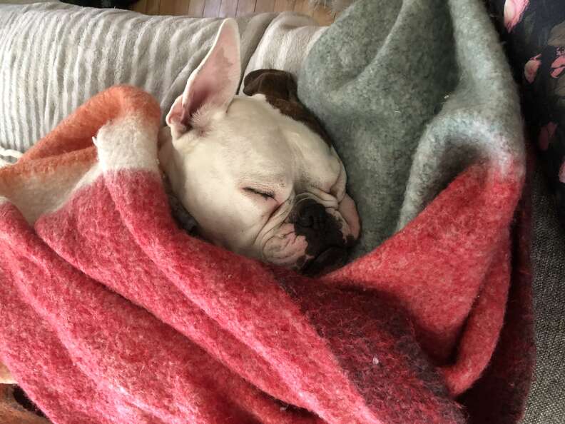 Juno the bulldog sleeps with blankets
