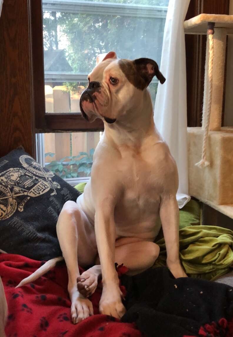 Juno the rescue bulldog arrives at her forever home