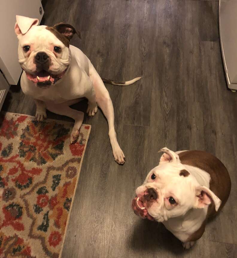 Old English bulldogs, Fern and Juno