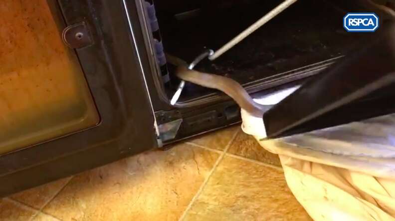 Elderly Couple Finds Snake Hanging Out In Their Oven - The Dodo