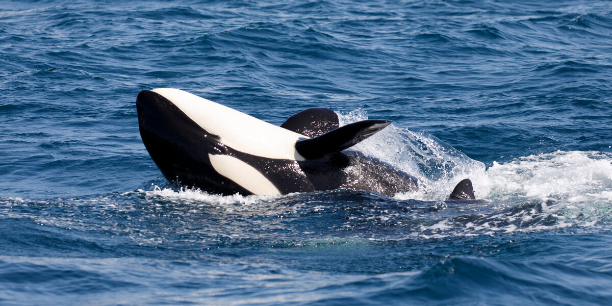 Killer Whale 'Apocalypse' Could Wipe Out Orcas Because Of Pollution ...