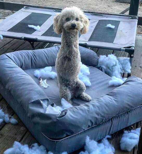 Dog destroys dog clearance bed