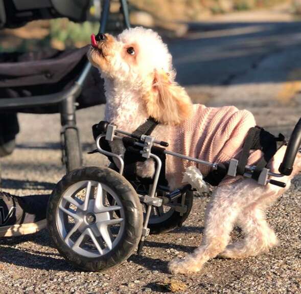 Double amputee rescue dog in wheelchair