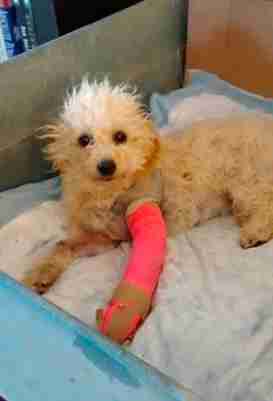 Rescue Dog With No Front Legs Destroys Her Dog Bed The Dodo