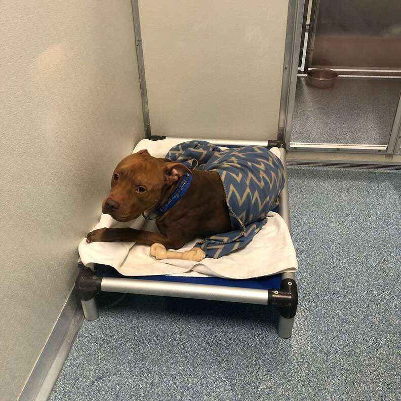 Pit bull tucked into bed at night