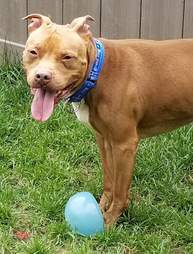 Pit bull standing in grassy yard