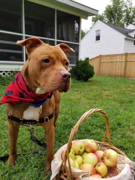 Pit bull standing in yard with apples