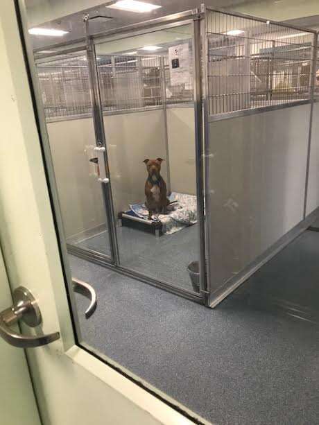 Dog inside shelter kennel