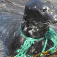Seal Strangled By Fishing Net Finally Rescued After Months Of Suffering