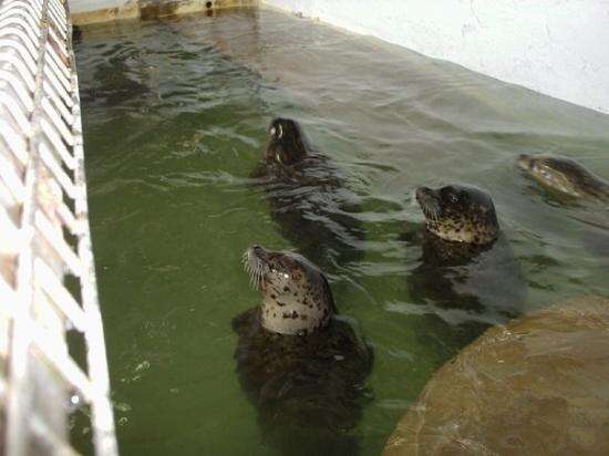 Seals inside tiny aquarium pool