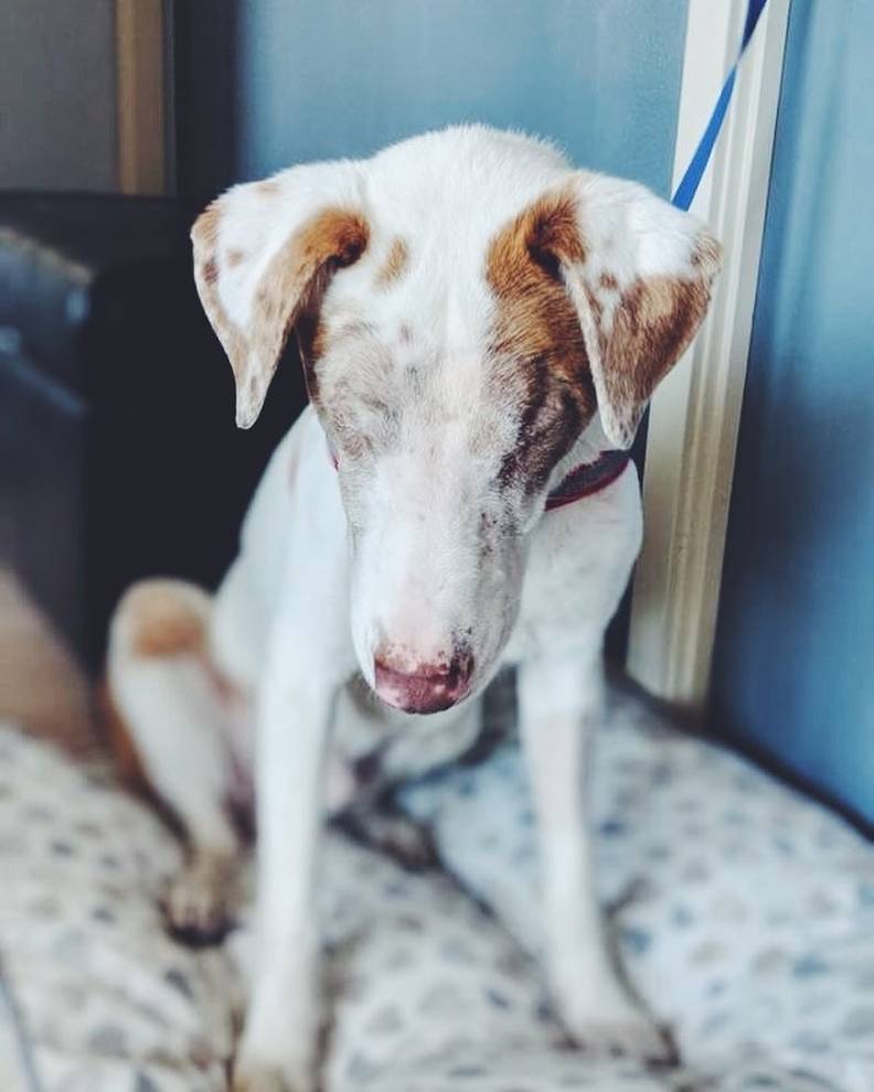 Blind And Deaf Shelter Dog Travels To Canada To Find Loving Home The Dodo