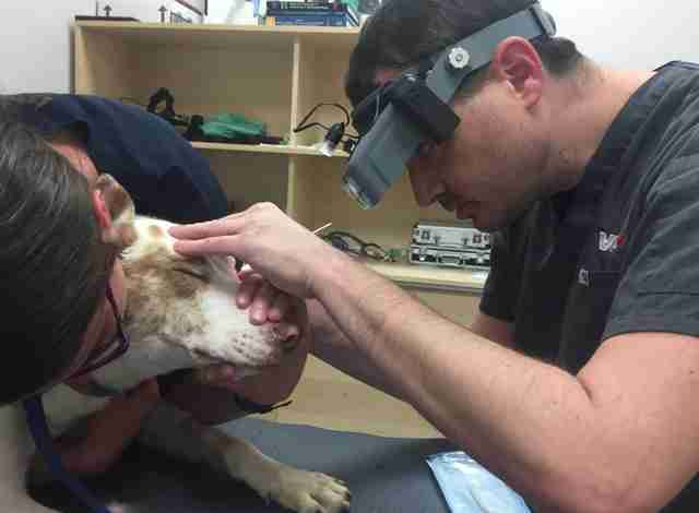 Stevie el perro del refugio recibe tratamiento para microthalmia