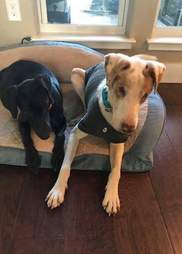 Blind And Deaf Shelter Dog Travels To Canada To Find Loving Home The Dodo Blind And Deaf Shelter Dog Travels To Canada To Find Loving Home The Dodo