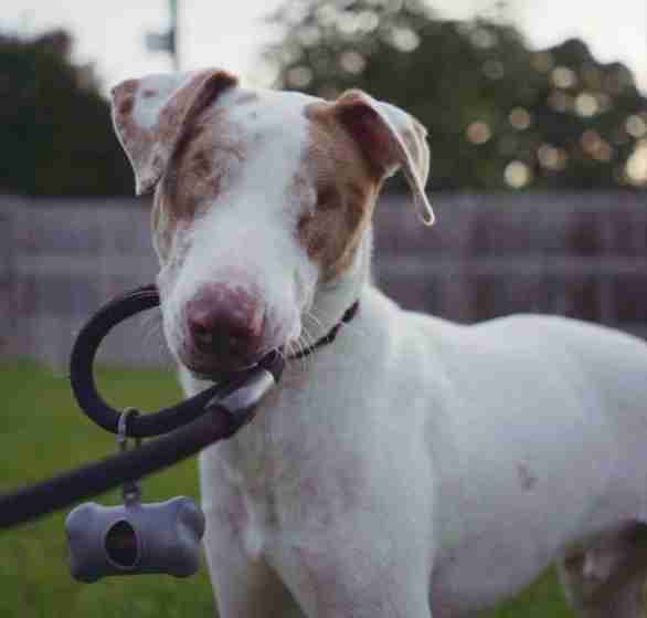 Blind And Deaf Shelter Dog Travels To Canada To Find Loving Home - The Dodo