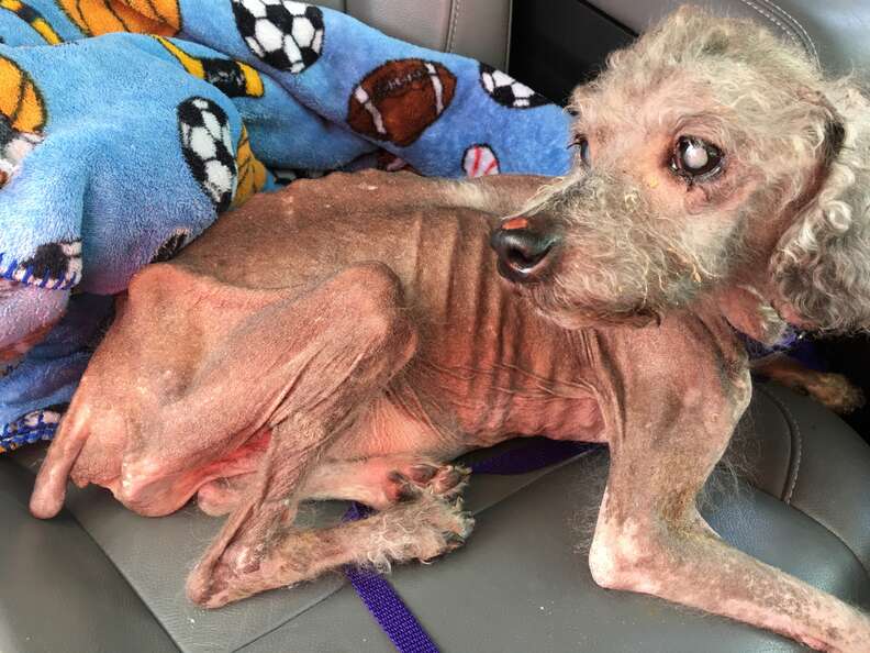 Emaciated, hairless dog lying in back of car