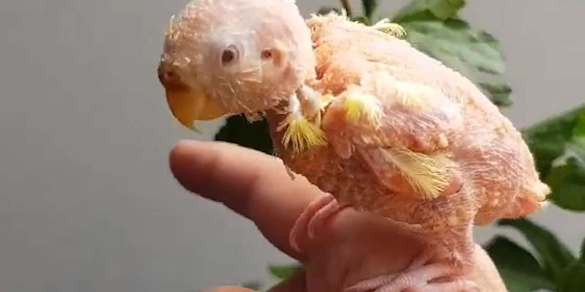 featherless parrot