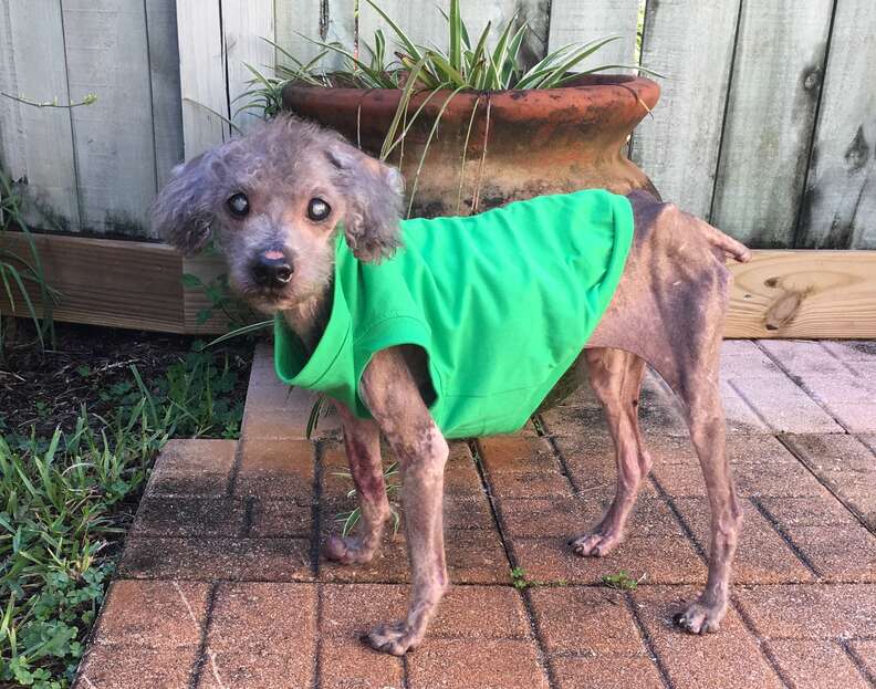 Skinny poodle with green coat on