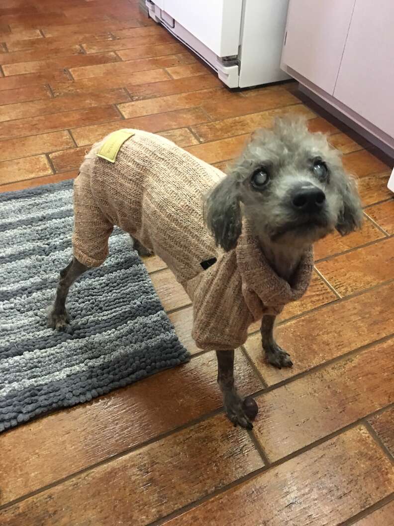 Tiny poodle in sweater