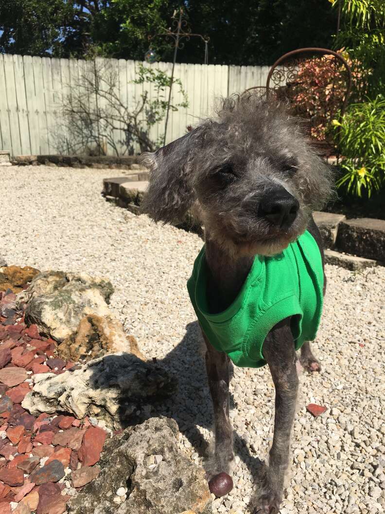 Dark poodle in sweater