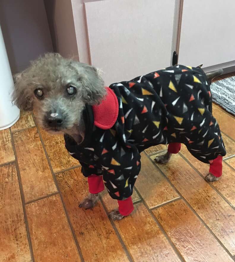 Poodle with pajamas on