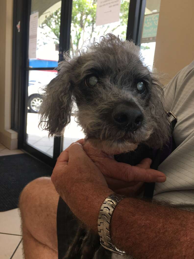 Dark-furred poodle being held in person' lap