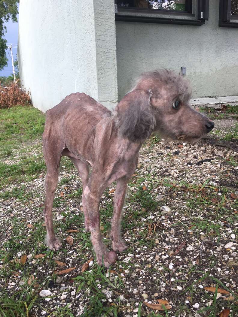 Skinny, sick poodle standing in yard