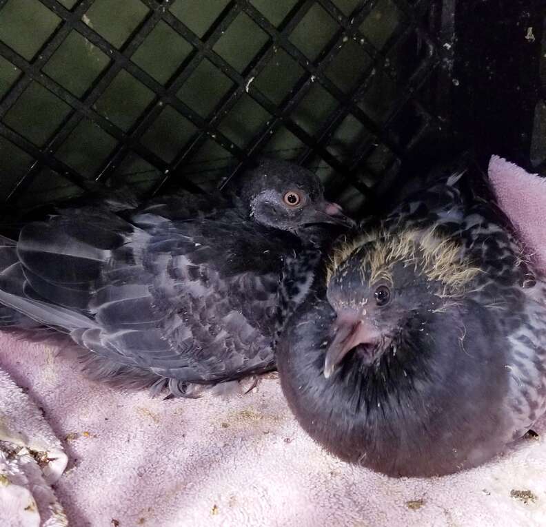 injured baby pigeon