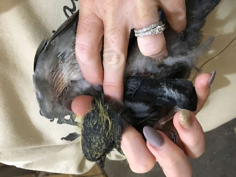 injured baby pigeon 
