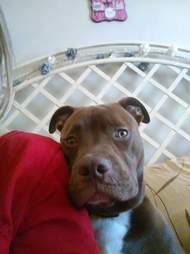 Staffordshire terrier leaning against person's leg