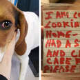 Dog Found Wandering Alone With A Heartbreaking Note On Her Collar