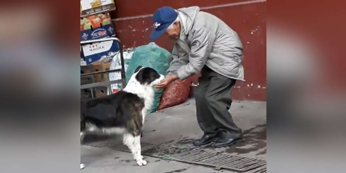 Elderly Man's Loving Gesture Toward Dog On Street Goes Viral - The Dodo