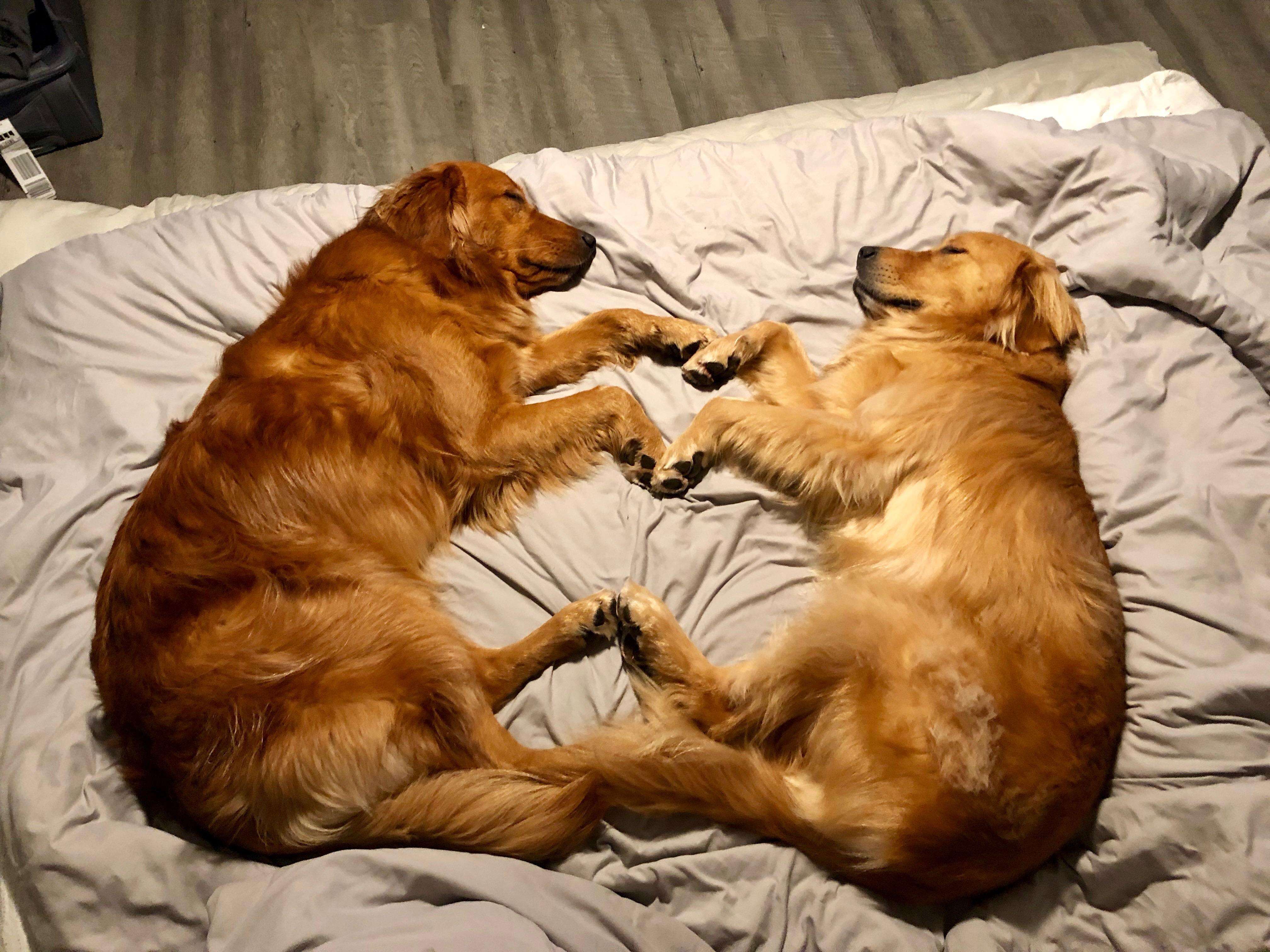 dog couple have a sleepover