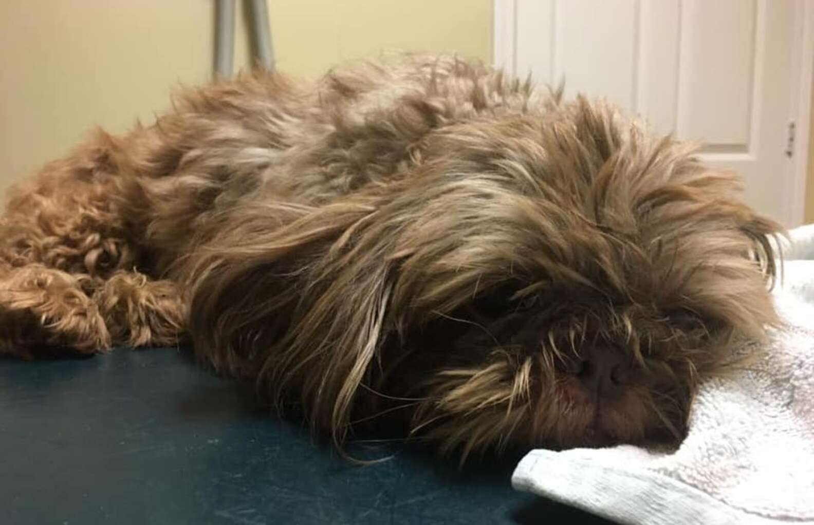 Owner Asks Shelter Employee To Euthanize 20-Year-Old Dog - The Dodo