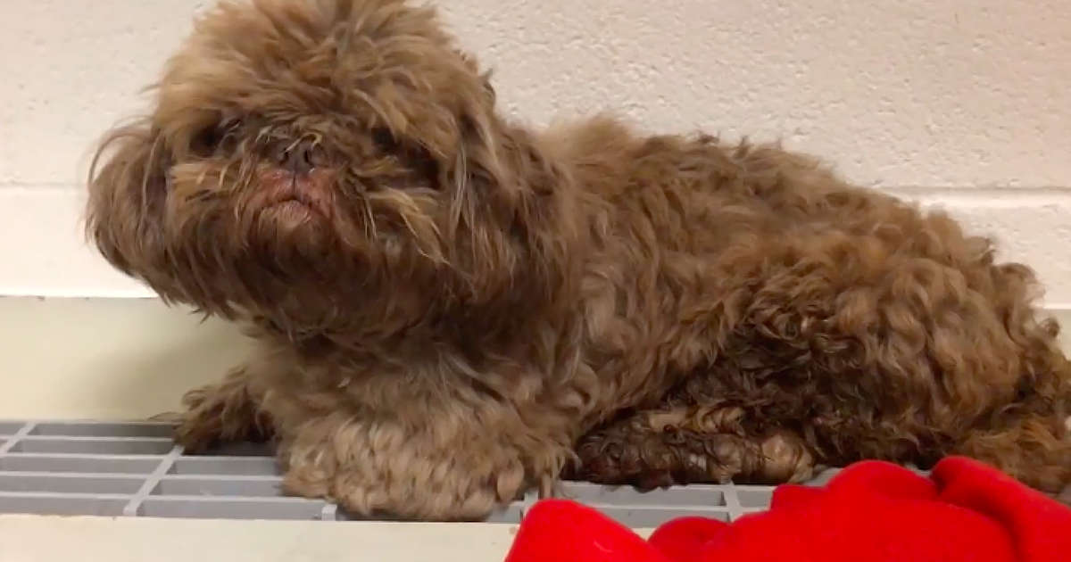 Guy Drops '20-Year-Old' Dog At Shelter And Asks Them To Euthanize Him