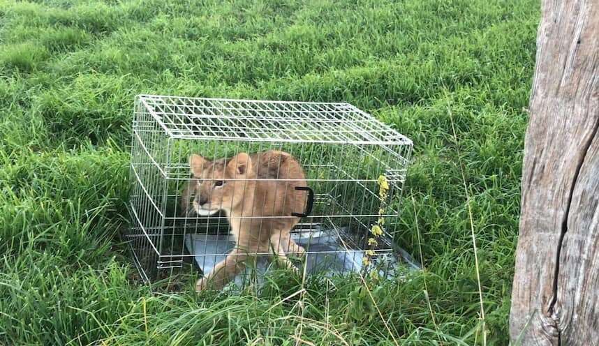 Lion cub inside metal dog cage