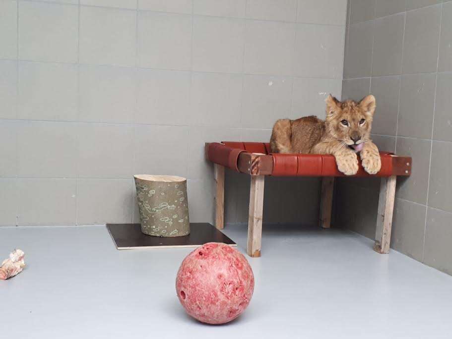 Rescued lion cub inside enclosure